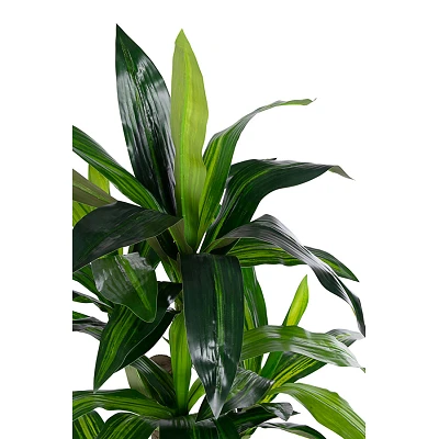 comprar PLANTA DRACENA CON MACETERO 65HOJAS H110 online de BIZZOTTO desde 88,21 € comprar PLANTA DRACENA CON MACETERO 65HOJAS H110 online de BIZZOTTO desde 88,21 €