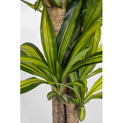 comprar PLANTA ÁRBOL DRAGÓN CON MACETERO H130 online de BIZZOTTO desde 113,26 € comprar PLANTA ÁRBOL DRAGÓN CON MACETERO H130 online de BIZZOTTO desde 113,26 €