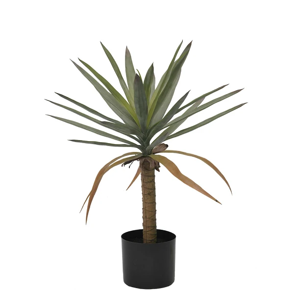PLANTA DRACAENA CON MACETERO H62