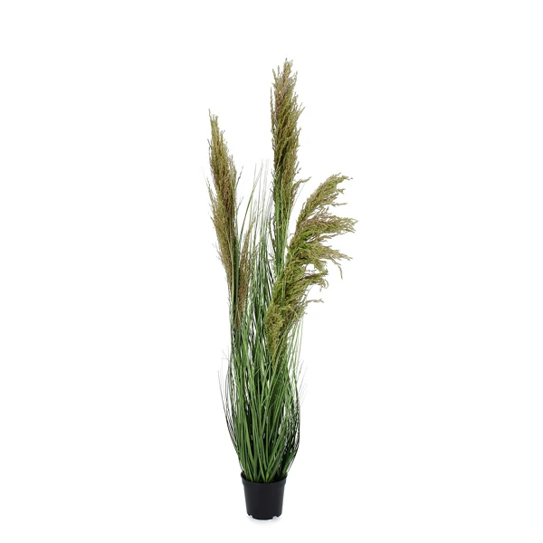 PLANTA CARINE PAMPAS VERD MAR C-MA H96,5