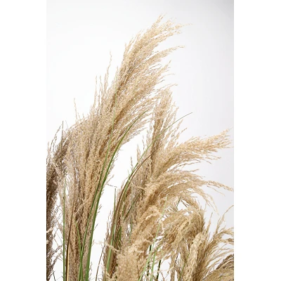 comprar PLANTA AUSTORDERIA PAMPAS CON MACETERO H180 online de BIZZOTTO desde 246,11 € comprar PLANTA AUSTORDERIA PAMPAS CON MACETERO H180 online de BIZZOTTO desde 246,11 €