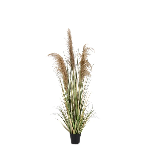 PLANTA AUSTORDERIA PAMPAS CON MACETERO H145