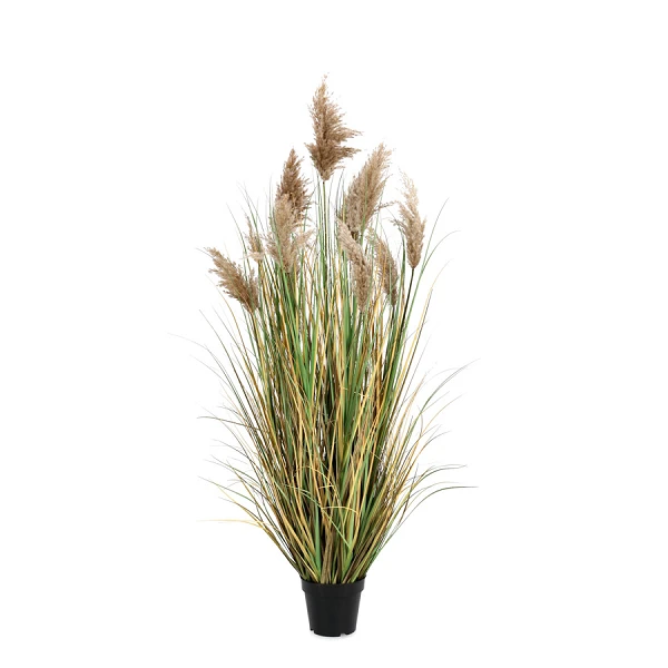 PLANTA GYNERIUM PAMPAS  CON MACETERO H150