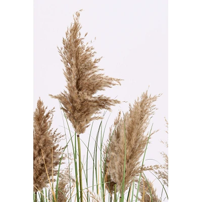 comprar PLANTA GYNERIUM PAMPAS CON MACETERO H150 online de BIZZOTTO desde 135,04 € comprar PLANTA GYNERIUM PAMPAS CON MACETERO H150 online de BIZZOTTO desde 135,04 €
