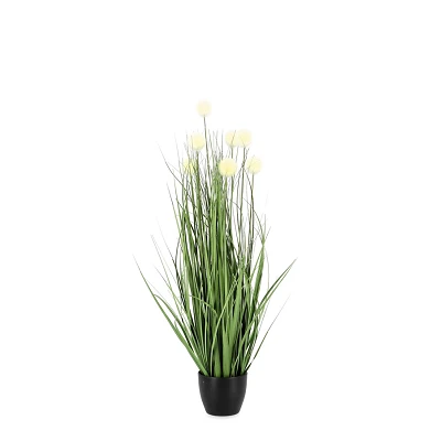 comprar PLANTA ERIOPHORUM BLANCO CON MACETEROET X7F H68 online de BIZZOTTO desde 23,52 € comprar PLANTA ERIOPHORUM BLANCO CON MACETEROET X7F H68 online de BIZZOTTO desde 23,52 €