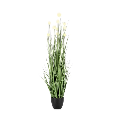 comprar PLANTA ERIOPHORUM BLAN CON MACETEROET X10F H110 online de BIZZOTTO desde 46,83 € comprar PLANTA ERIOPHORUM BLAN CON MACETEROET X10F H110 online de BIZZOTTO desde 46,83 €