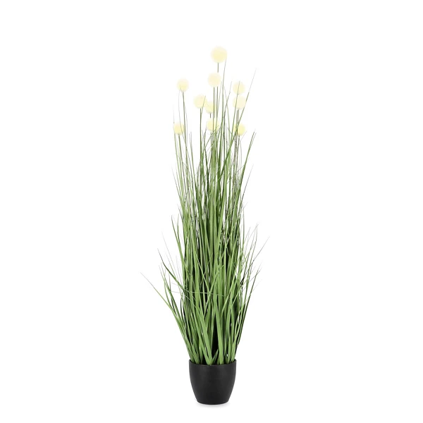 PLANTA ERIOPHORUM BLAN CON MACETEROET X10F H110