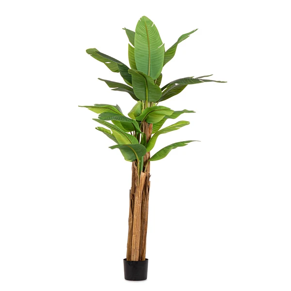 PLANTA DE PLÁTANO CON MACETERO 22HOJAS H240