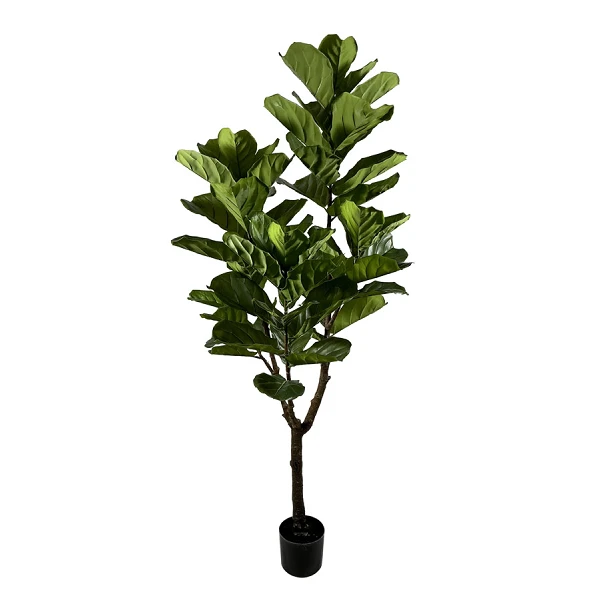 PLANTA FICUS LYRATA CON MACETERO 60HOJAS H180
