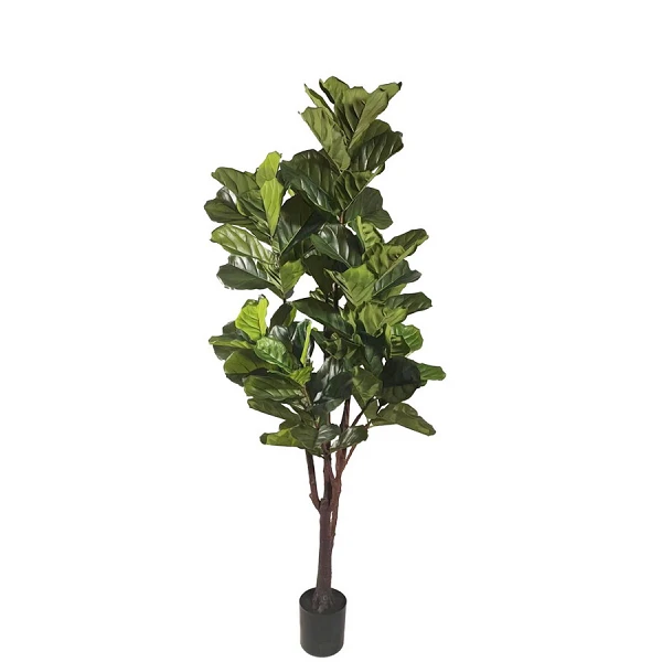 PLANTA FICUS LYRATA CON MACETERO 102HOJAS H220
