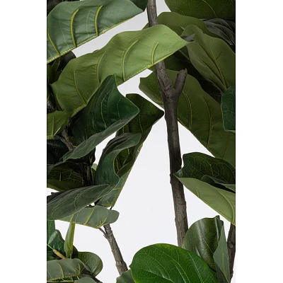 comprar PLANTA FICUS LYRATA CON MACETERO 123HOJASH230 online de BIZZOTTO desde 265,72 € comprar PLANTA FICUS LYRATA CON MACETERO 123HOJASH230 online de BIZZOTTO desde 265,72 €