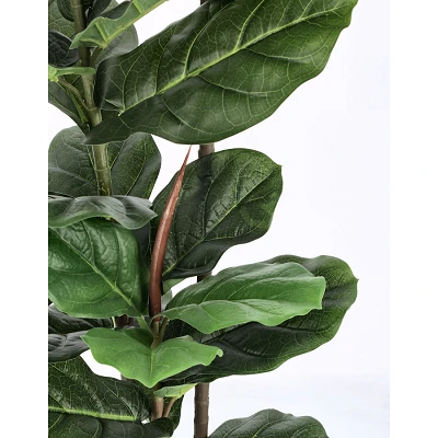 comprar PLANTA FICUS LYRATA CON MACETERO 39HOJAS H145 online de BIZZOTTO desde 106,72 € comprar PLANTA FICUS LYRATA CON MACETERO 39HOJAS H145 online de BIZZOTTO desde 106,72 €