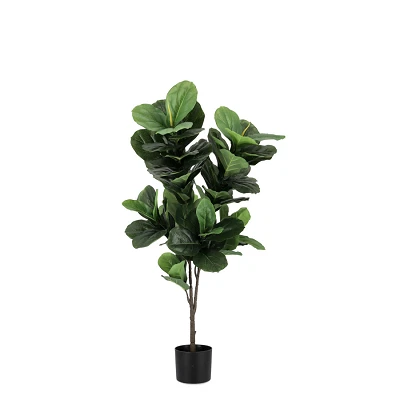 comprar PLANTA FICUS LYRATA CON MACETERO 72HOJAS H120 online de BIZZOTTO desde 71,87 € comprar PLANTA FICUS LYRATA CON MACETERO 72HOJAS H120 online de BIZZOTTO desde 71,87 €