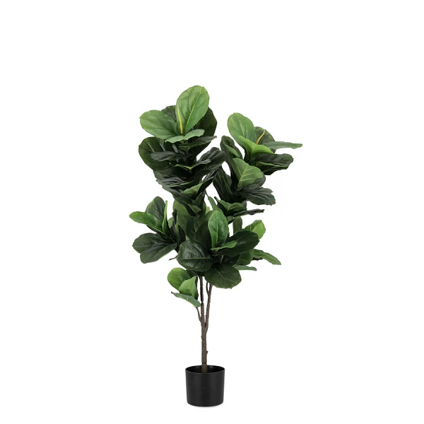 PLANTA FICUS LYRATA CON MACETERO 72HOJAS H120