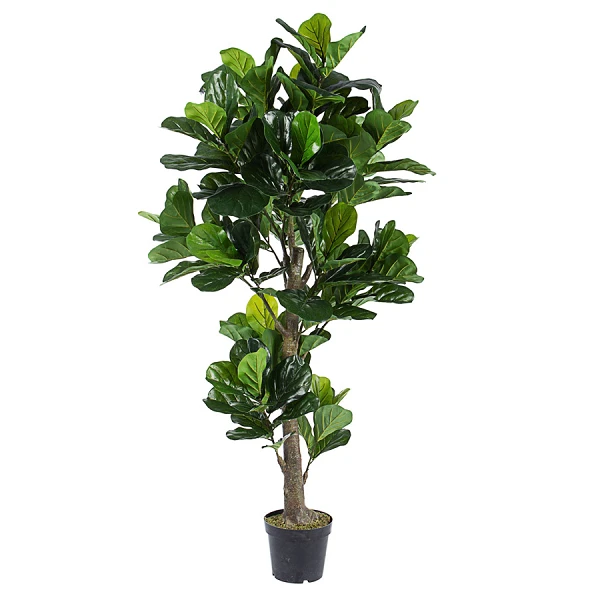 PLANTA FICUS LYRATA CON MACETERO 153HOJ H190