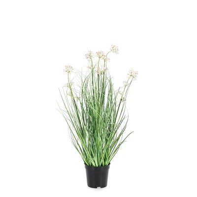 comprar PLANTA ALLIUM CON MACETERO H60 online de BIZZOTTO desde 17,21 € comprar PLANTA ALLIUM CON MACETERO H60 online de BIZZOTTO desde 17,21 €