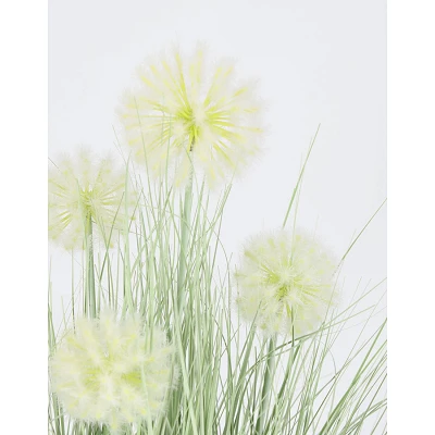comprar PLANTA CEBOLLA BLANCO CON MACETEROET X4F H75 online de BIZZOTTO desde 41,82 € comprar PLANTA CEBOLLA BLANCO CON MACETEROET X4F H75 online de BIZZOTTO desde 41,82 €