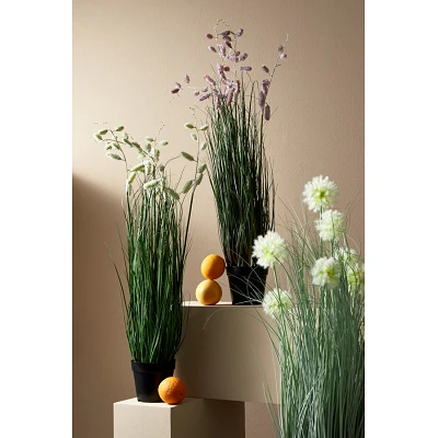 comprar PLANTA CEBOLLA BLANCO CON MACETEROET X7F H105 online de BIZZOTTO desde 78,41 € comprar PLANTA CEBOLLA BLANCO CON MACETEROET X7F H105 online de BIZZOTTO desde 78,41 €