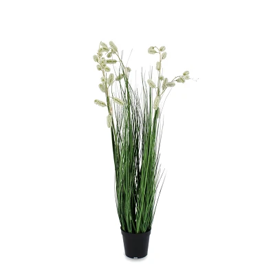 comprar PLANTA GREVILLEA BLANCO CON MACETEROET X5F H100 online de BIZZOTTO desde 58,81 € comprar PLANTA GREVILLEA BLANCO CON MACETEROET X5F H100 online de BIZZOTTO desde 58,81 €