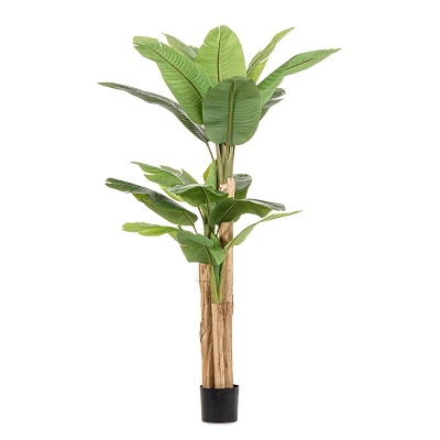 comprar PLANTA DE PLÁTANO CON MACETERO 20HOJAS H200 online de BIZZOTTO desde 198,20 € comprar PLANTA DE PLÁTANO CON MACETERO 20HOJAS H200 online de BIZZOTTO desde 198,20 €