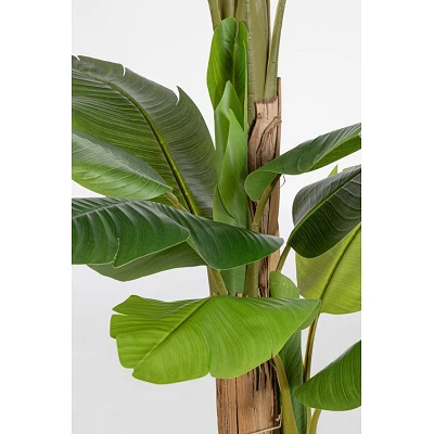 comprar PLANTA DE PLÁTANO CON MACETERO 20HOJAS H200 online de BIZZOTTO desde 198,20 € comprar PLANTA DE PLÁTANO CON MACETERO 20HOJAS H200 online de BIZZOTTO desde 198,20 €