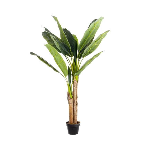 PLANTA BANANO CON MACETERO 14HOJ H135