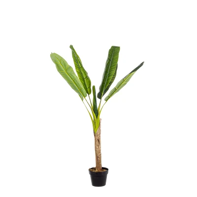 comprar PLANTA BANANO CON MACETERO 7HOJ H113CM online de BIZZOTTO desde 68,61 € comprar PLANTA BANANO CON MACETERO 7HOJ H113CM online de BIZZOTTO desde 68,61 €