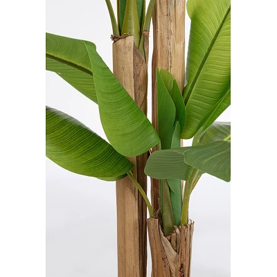 comprar PLANTA DE PLÁTANO CON MACETERO 24HOJAS H280 online de BIZZOTTO desde 274,43 € comprar PLANTA DE PLÁTANO CON MACETERO 24HOJAS H280 online de BIZZOTTO desde 274,43 €