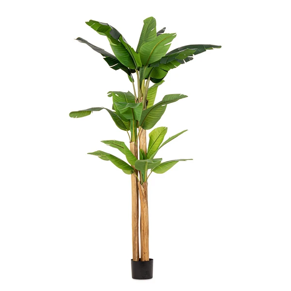 PLANTA DE PLÁTANO CON MACETERO 24HOJAS H280