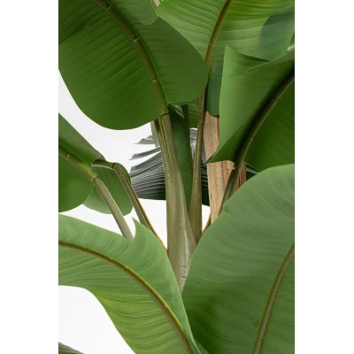 comprar PLANTA DE PLÁTANO CON MACETERO 30HOJAS H320 online de BIZZOTTO desde 505,30 € comprar PLANTA DE PLÁTANO CON MACETERO 30HOJAS H320 online de BIZZOTTO desde 505,30 €