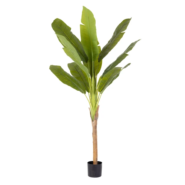 PLANTA PLÁTANO CON MACETERO H210