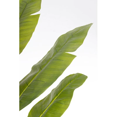 comprar PLANTA PLÁTANO CON MACETERO H210 online de BIZZOTTO desde 133,95 € comprar PLANTA PLÁTANO CON MACETERO H210 online de BIZZOTTO desde 133,95 €