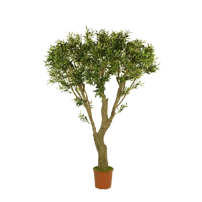comprar Im Olivera X174 Olivo online de desde 797,39 € comprar Im Olivera X174 Olivo online de desde 797,39 €
