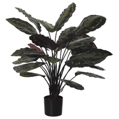 comprar 🔥 Planta Calathea X25 62 cm RF Ignífuga online de  desde 154,98 €