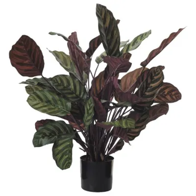 comprar 🔥 Planta Calathea 84 cm RF Ignífuga online de  desde 219,16 €