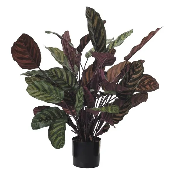 🔥 Planta Calathea 84 cm RF Ignífuga