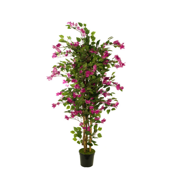 AR.BOUGAMBILIA 1140H456FL 180CM
