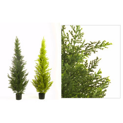 comprar CIPRES 150CM CEDAR online de desde 240,79 € comprar CIPRES 150CM CEDAR online de desde 240,79 €