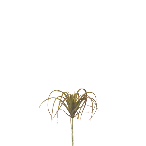 475633 TILLADSIA AIR 11CM