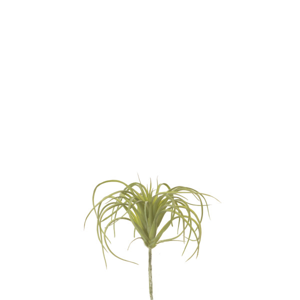 475641 TILLADSIA AIR 13CM