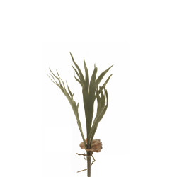 comprar 475625 PLATYCERIUM P (CUERNO DE ARCE) online de  desde 11,86 €