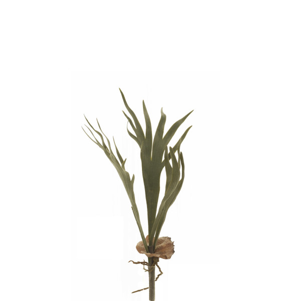 475625 PLATYCERIUM P (CUERNO DE ARCE)
