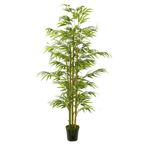 474734 FB ARBOL BAMBU EC 210CM C/M (306002)