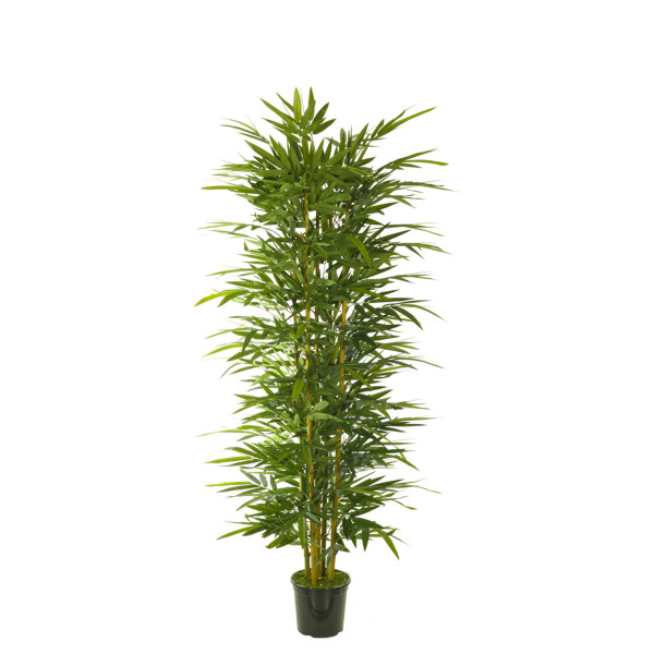 474718 FB ARBOL BAMBU 210CM C/MAC (300442)