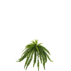 comprar 473968 HELECHO GIGANTE X52 120CM online de desde 124,61 € comprar 473968 HELECHO GIGANTE X52 120CM online de desde 124,61 €