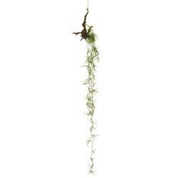 comprar 476110 RAIZ COLGANTE TILLANSIA PLASTIC online de desde 20,93 € comprar 476110 RAIZ COLGANTE TILLANSIA PLASTIC online de desde 20,93 €