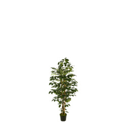 476938 FB ARBOL FICUS 120CM C/MAC(306630)