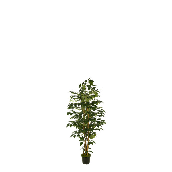 476938 FB ARBOL FICUS 120CM C/MAC(306630)