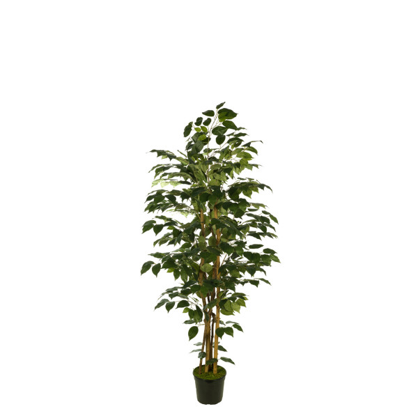 473992 FB ARBOL FICUS 150CM C/MAC(306630)