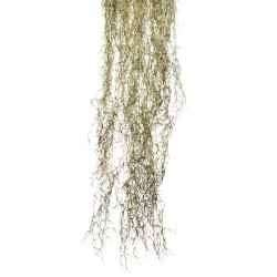 comprar COLGANTE TALLANDSIA GIGANTE. 200CM online de desde 264,74 € comprar COLGANTE TALLANDSIA GIGANTE. 200CM online de desde 264,74 €